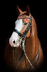 Hessian Warmblood Portrait