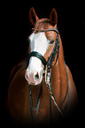 Hessian Warmblood