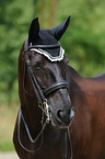 Hessian Warmblood Portrait