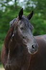 Hessian Warmblood Portrait