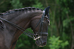 Hessian Warmblood Portrait