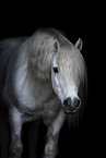 Highland Pony