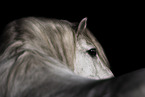 Highland Pony