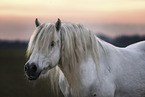 Highland Pony