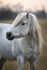 Highland Pony