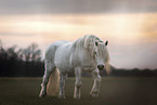 Highland Pony