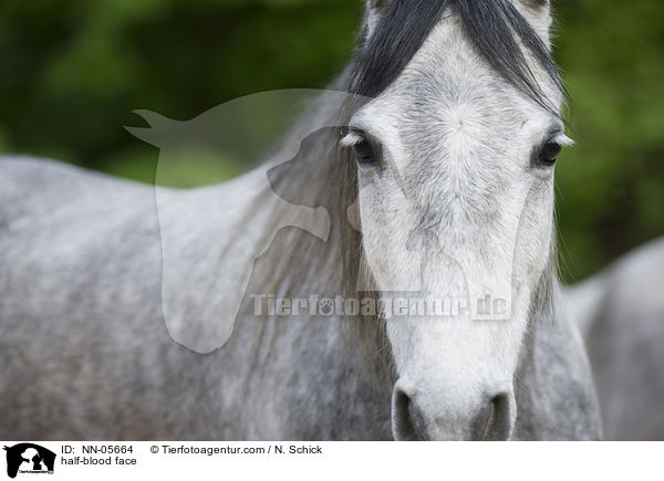 Hispano-Araber Gesicht / half-blood face / NN-05664
