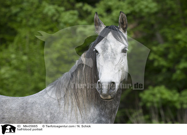 Hispano-Araber Portrait / half-blood portrait / NN-05665