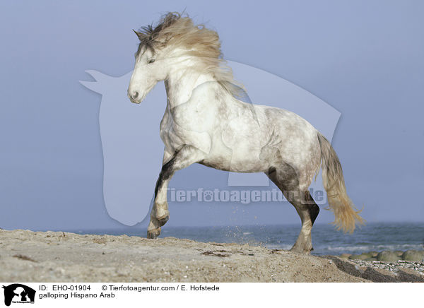 galoppierender Hispano-Araber / galloping Hispano Arab / EHO-01904