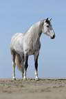 Hispano Arab Horse