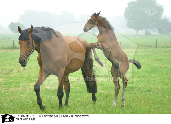 Mare with Foal / BM-01071