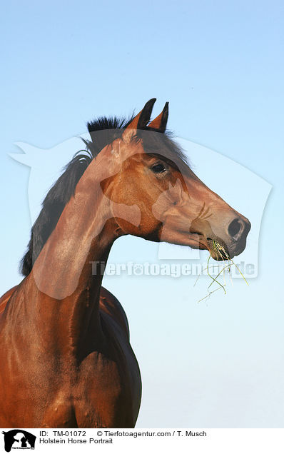 Holstein Horse Portrait / TM-01072