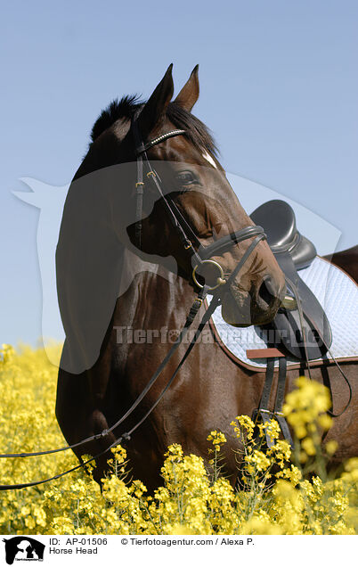 Holsteiner Portrait / Horse Head / AP-01506