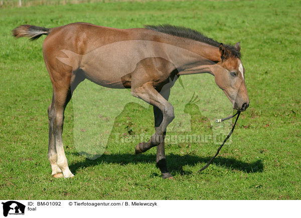 foal / BM-01092