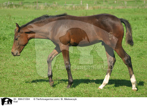 foal / BM-01094