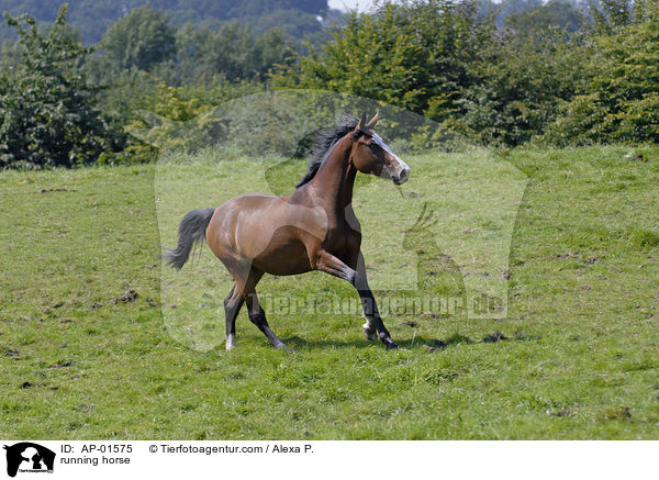 running horse / AP-01575