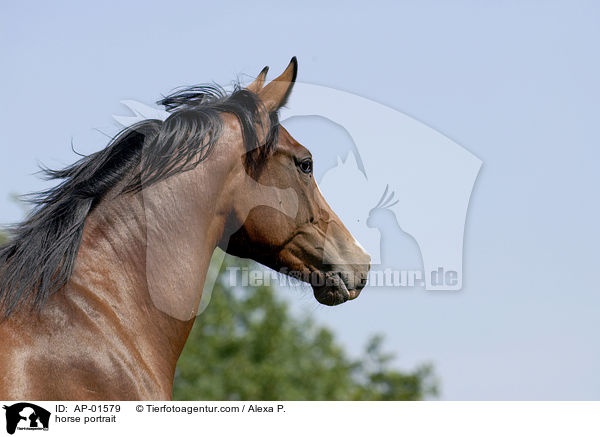 horse portrait / AP-01579