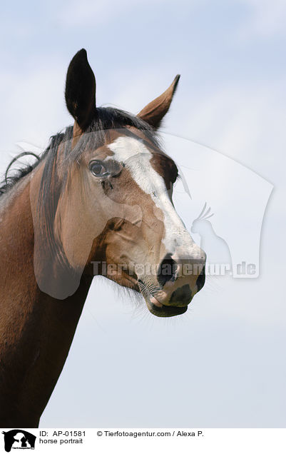 Holsteiner Portrait / horse portrait / AP-01581