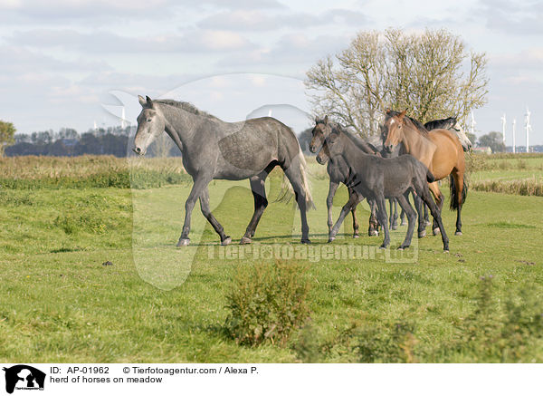 herd of horses on meadow / AP-01962