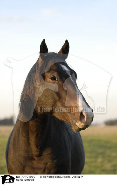 Holsteiner Portrait / horse portrait / AP-01970