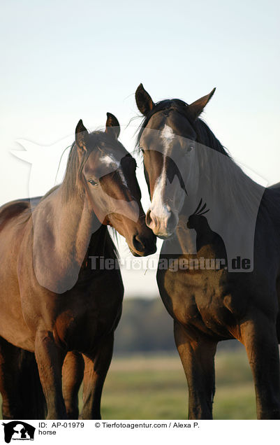 horse / AP-01979