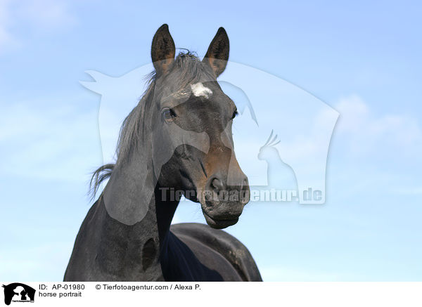 horse portrait / AP-01980