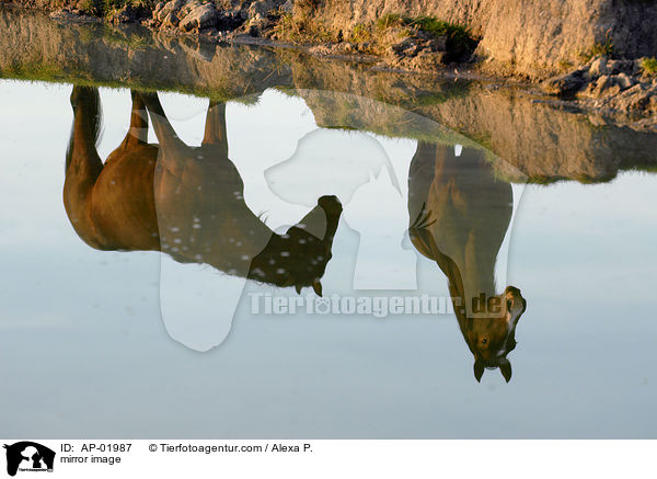 mirror image / AP-01987