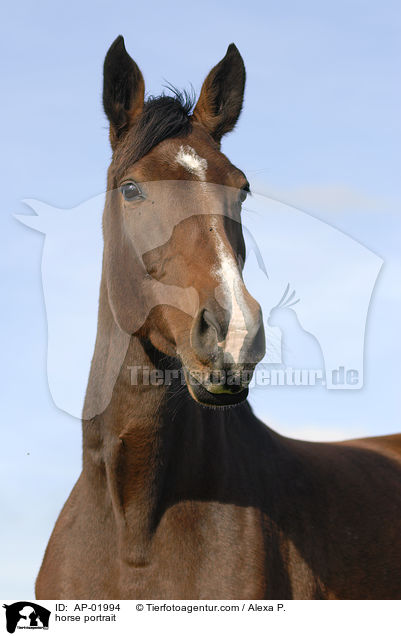 horse portrait / AP-01994