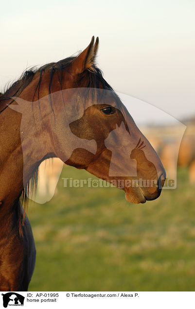 horse portrait / AP-01995