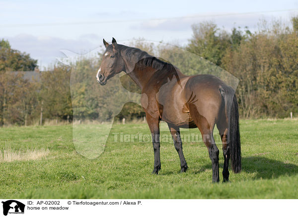 horse on meadow / AP-02002