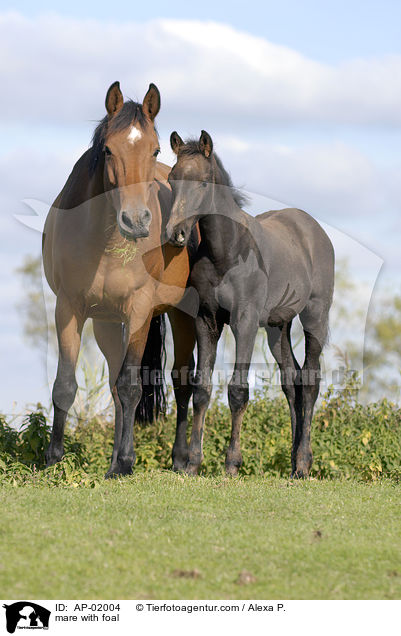 mare with foal / AP-02004