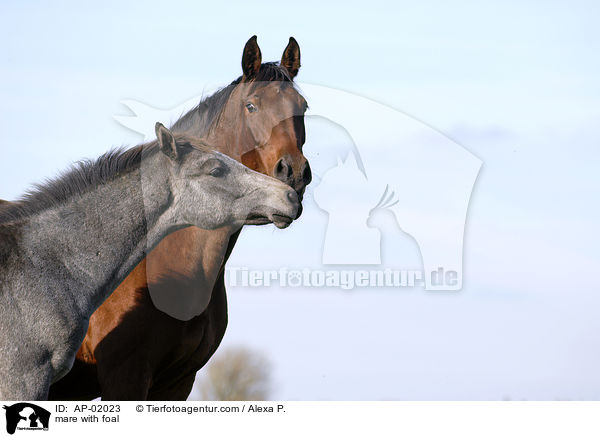 mare with foal / AP-02023
