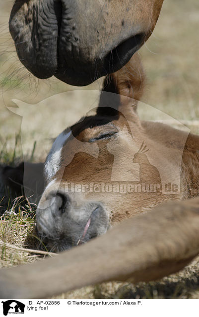liegendes Fohlen / lying foal / AP-02856