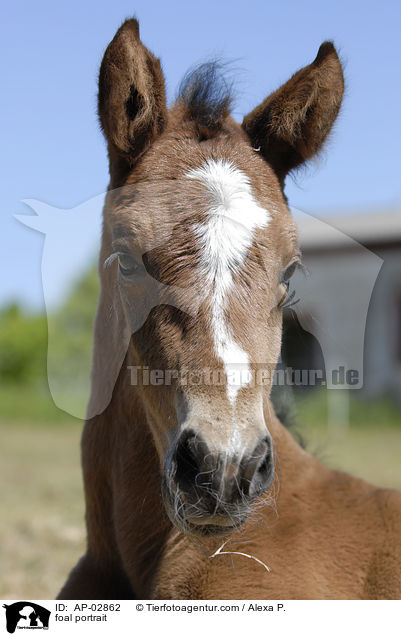 foal portrait / AP-02862