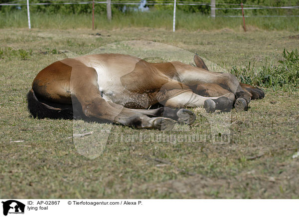liegendes Fohlen / lying foal / AP-02867