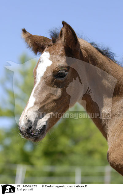 foal portrait / AP-02872