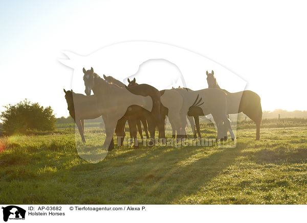 Holsteiner / Holstein Horses / AP-03682