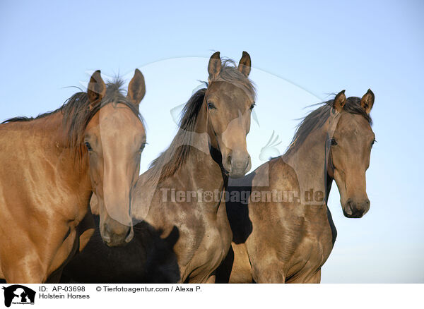 Holstein Horses / AP-03698