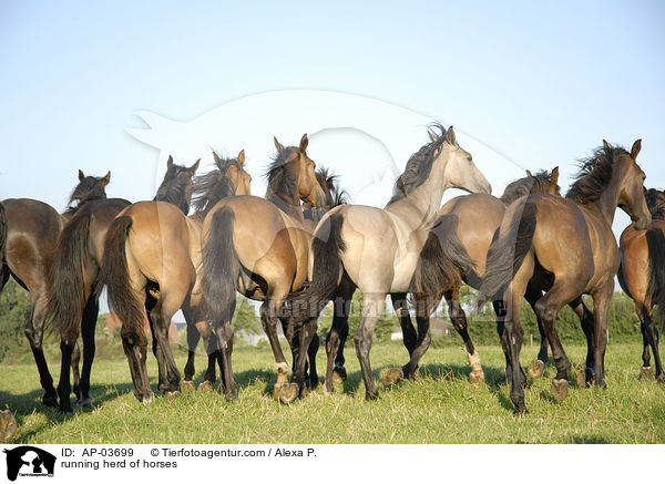 rennende Pferdeherde / running herd of horses / AP-03699