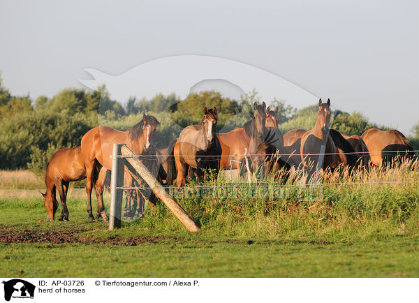 herd of horses / AP-03726