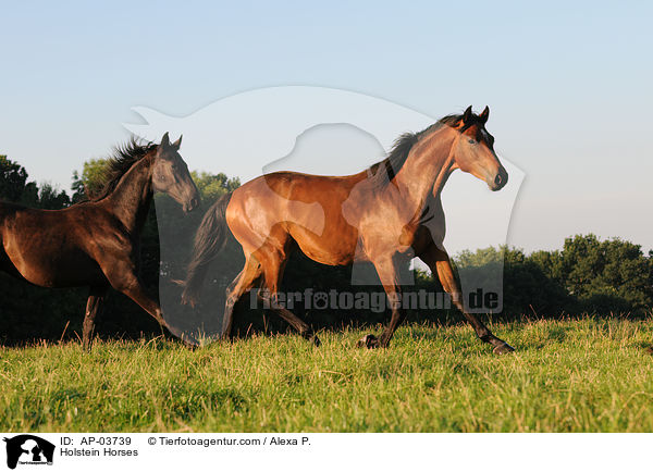 Holstein Horses / AP-03739