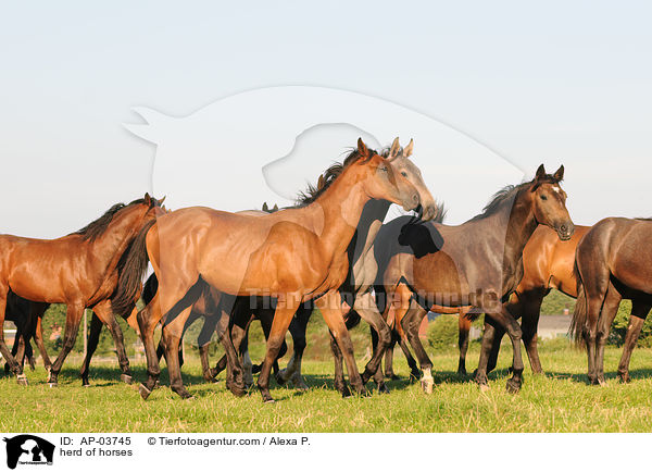 herd of horses / AP-03745