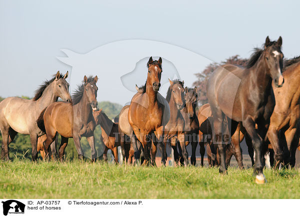 herd of horses / AP-03757