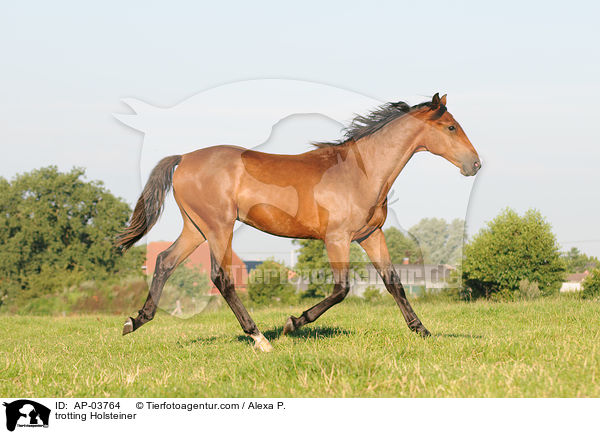 trotting Holsteiner / AP-03764