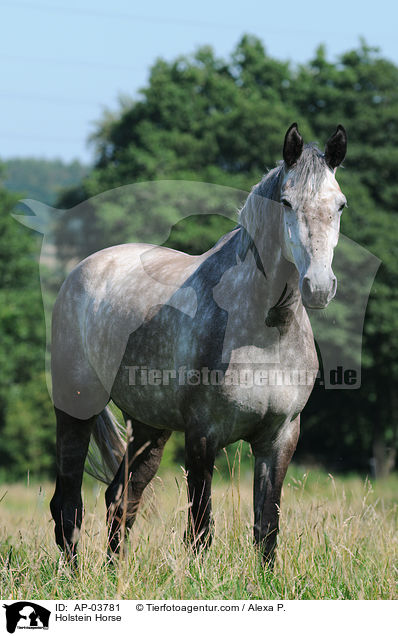 Holstein Horse / AP-03781