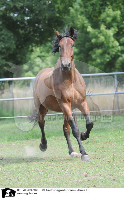 running horse / AP-03789