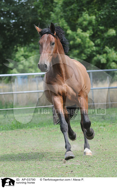 running horse / AP-03790
