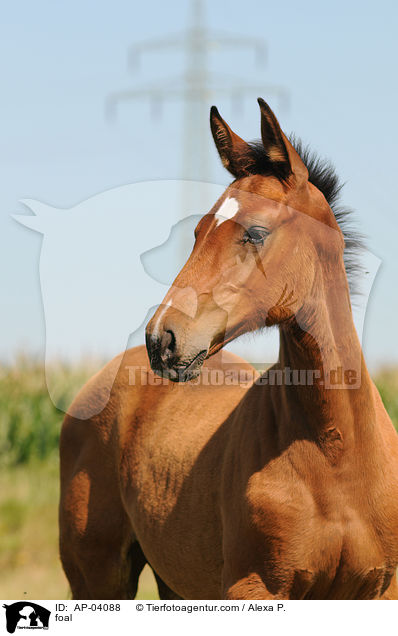 foal / AP-04088