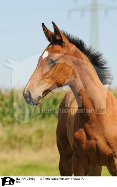 foal / AP-04089