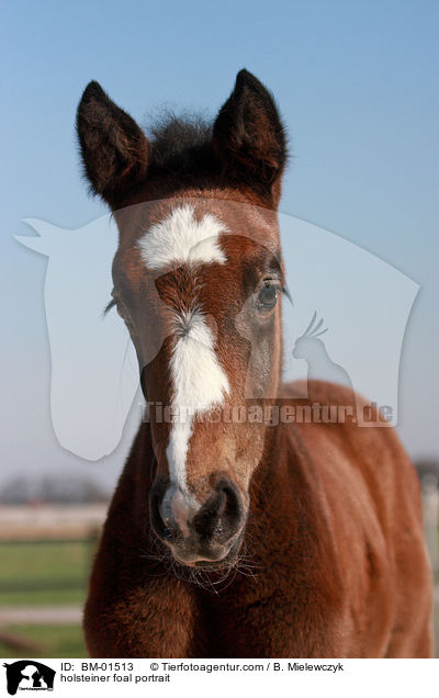 Holsteiner Stutfohlen Portrait / holsteiner foal portrait / BM-01513